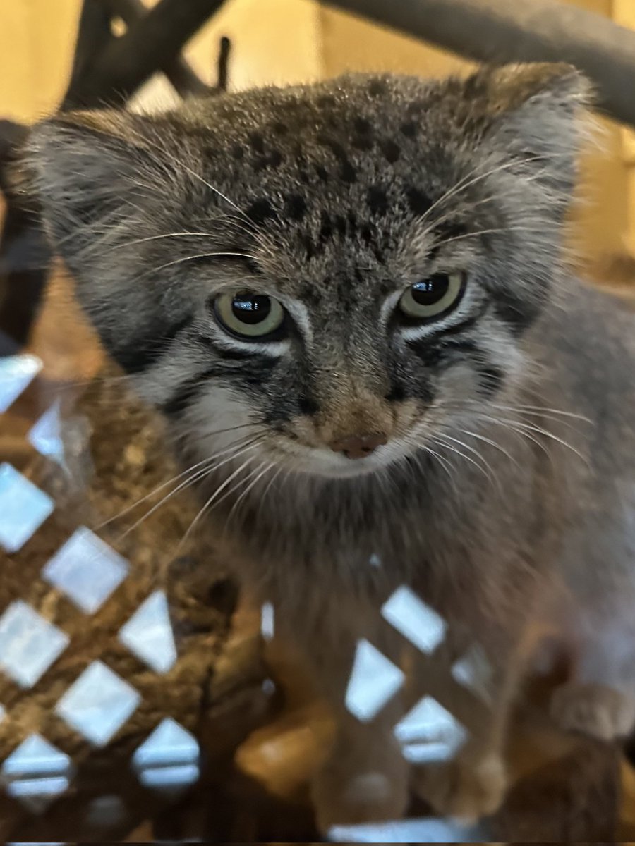 Daily Manul tweet media