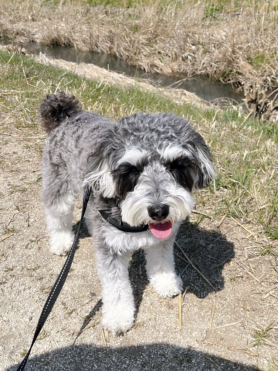 みしばし tweet media