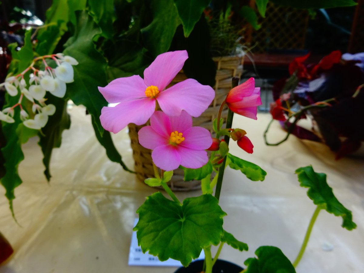 葉だけでなく花も楽しむことができるのがベゴニアの魅力！
①＃ベゴニアスーパースター
シャンデリア型の花房が見事！
②＃ベゴニアアクミナータ
カリブ原産 ＃ベゴニアアクティフォリア の異名
③＃ベゴニアタンチョウ（丹頂）
根茎性ベゴニアの花も見応えがあります！
④＃ベゴニアソコトラーナ