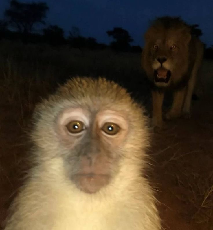 arquitonto tweet media