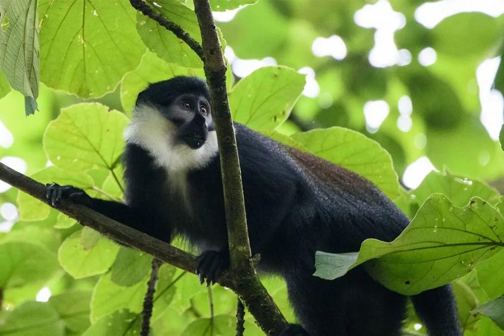 Kibale Forest National Park tweet media