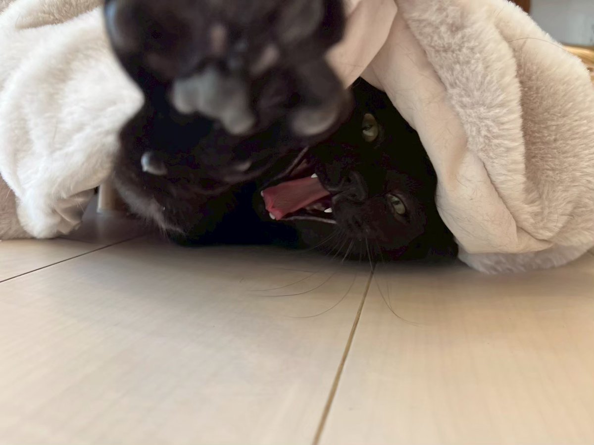 ご報告が遅くなりましたが、
"ベルリオーズ""くろ吉"が、同じお家にトライアルへ出発しました🐾

ベルリオーズ
The仔猫だったベルは、すっかり大人になり、みんなのことをまとめてくれる頼もしい子でした🌸

くろ吉