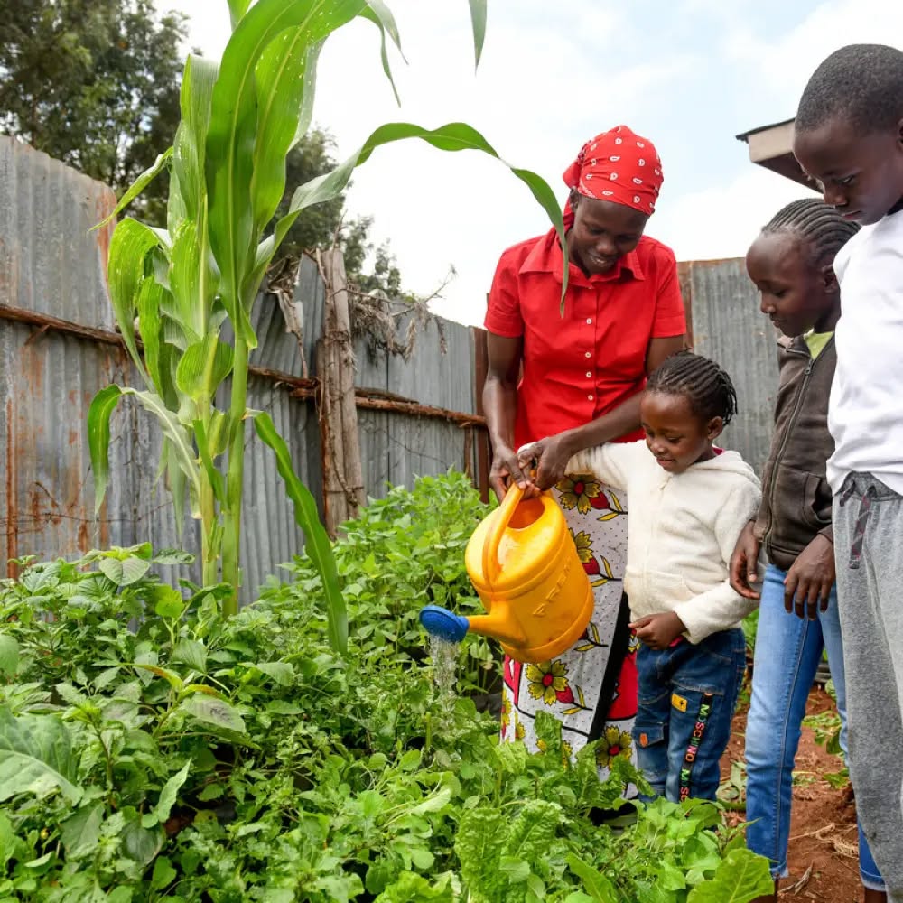 allotmentonline's tweet image. Something that globally, we all have in common and that is the importance of agriculture. @christianaid tells us about a recent project that has enabled a community to grow their own...
allotmentonline.co.uk/imarisha-kilimo

#christianaid #growingfood #imarishakilimo