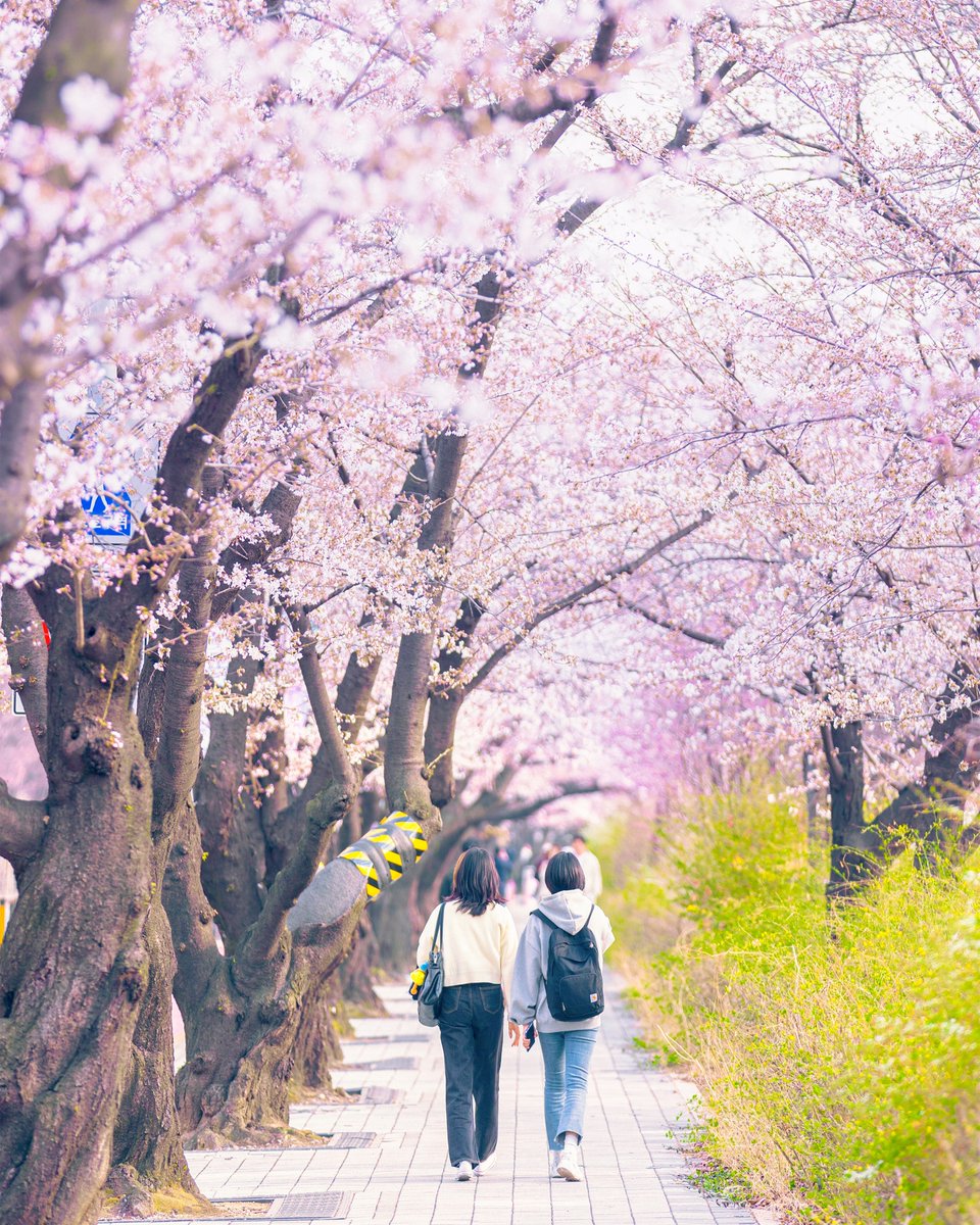 Visit Seoul tweet media