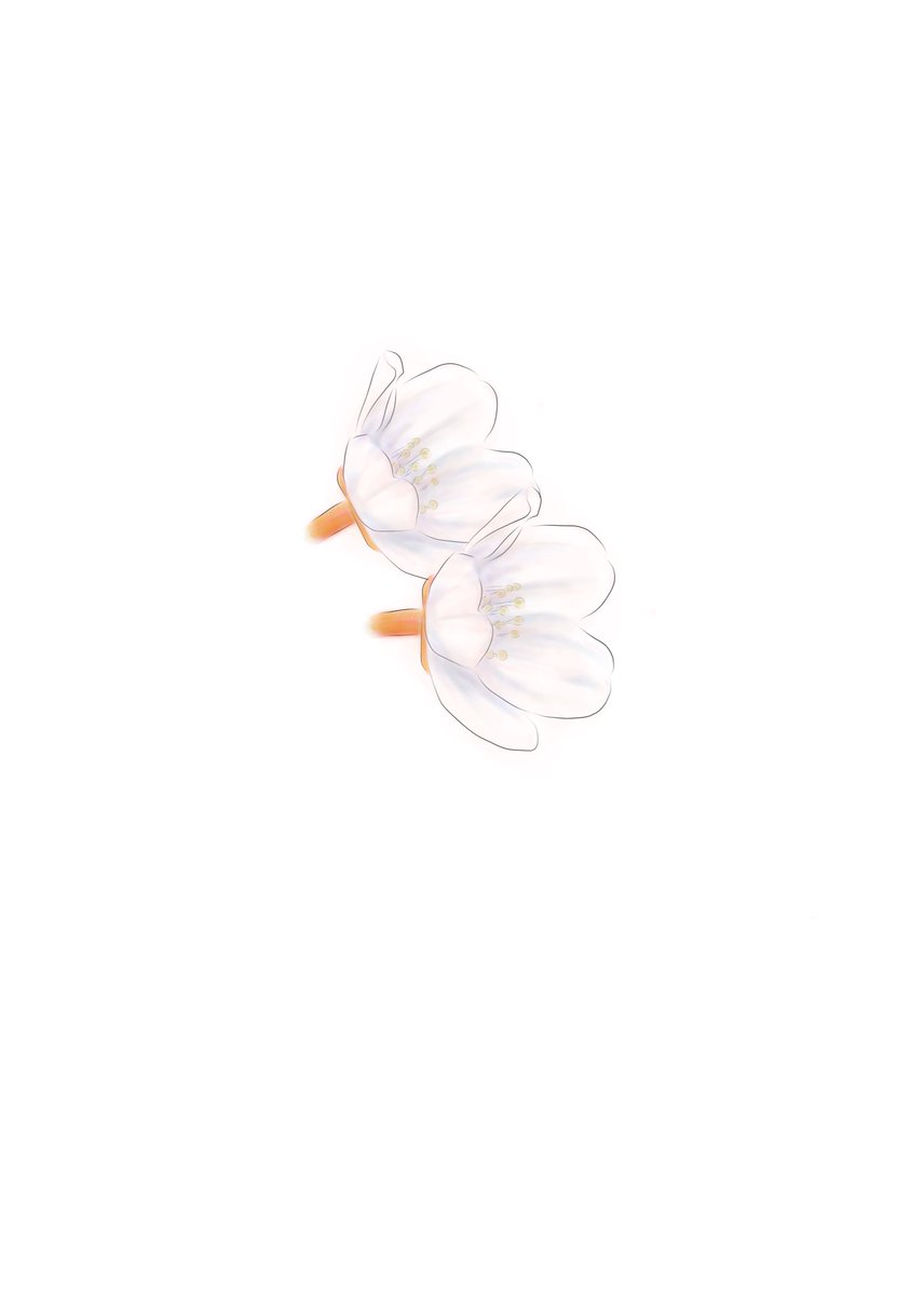「桜っちゅうのはアナログもデジタルも難しいわぁ」|カリナのイラスト