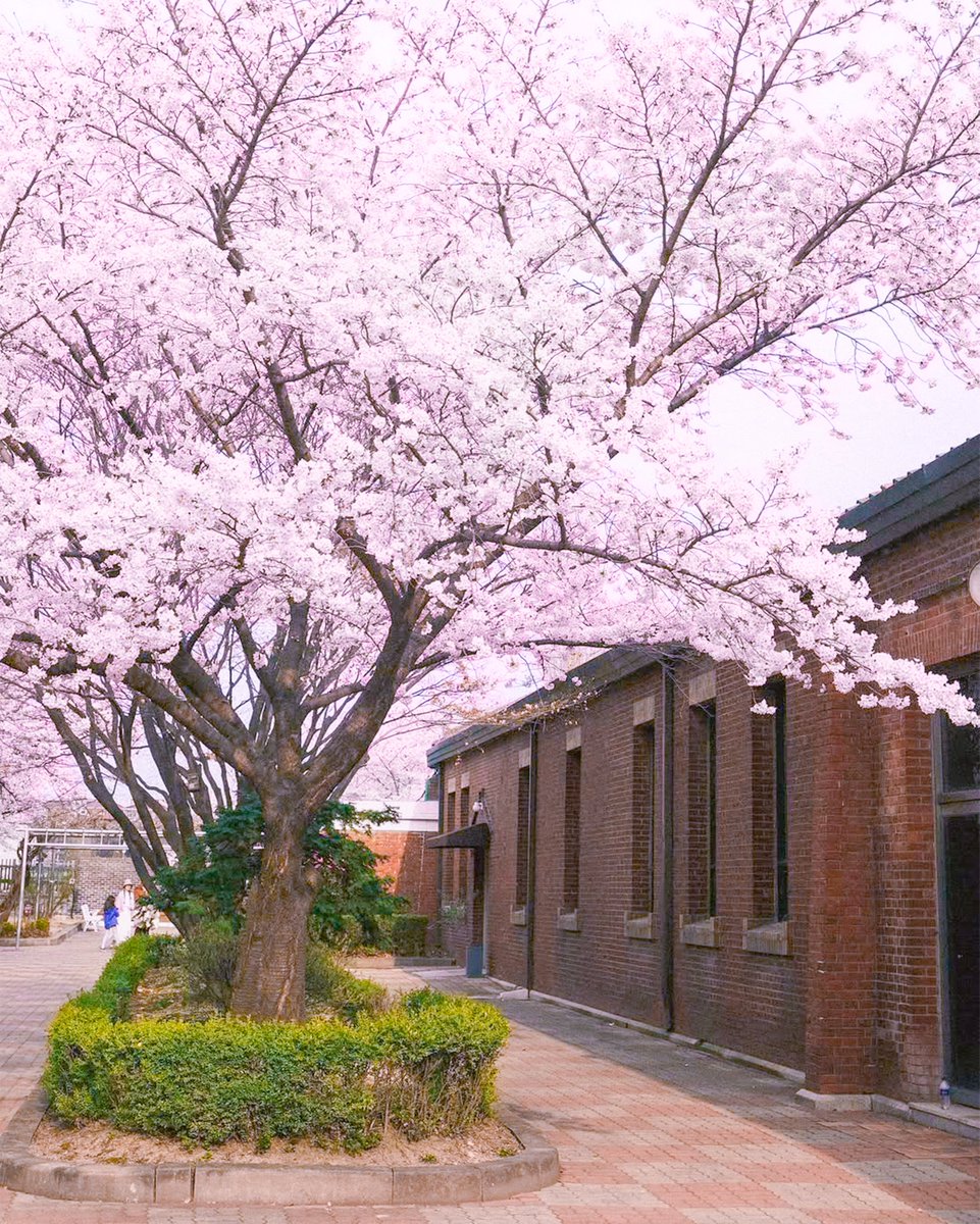 Visit Seoul tweet media