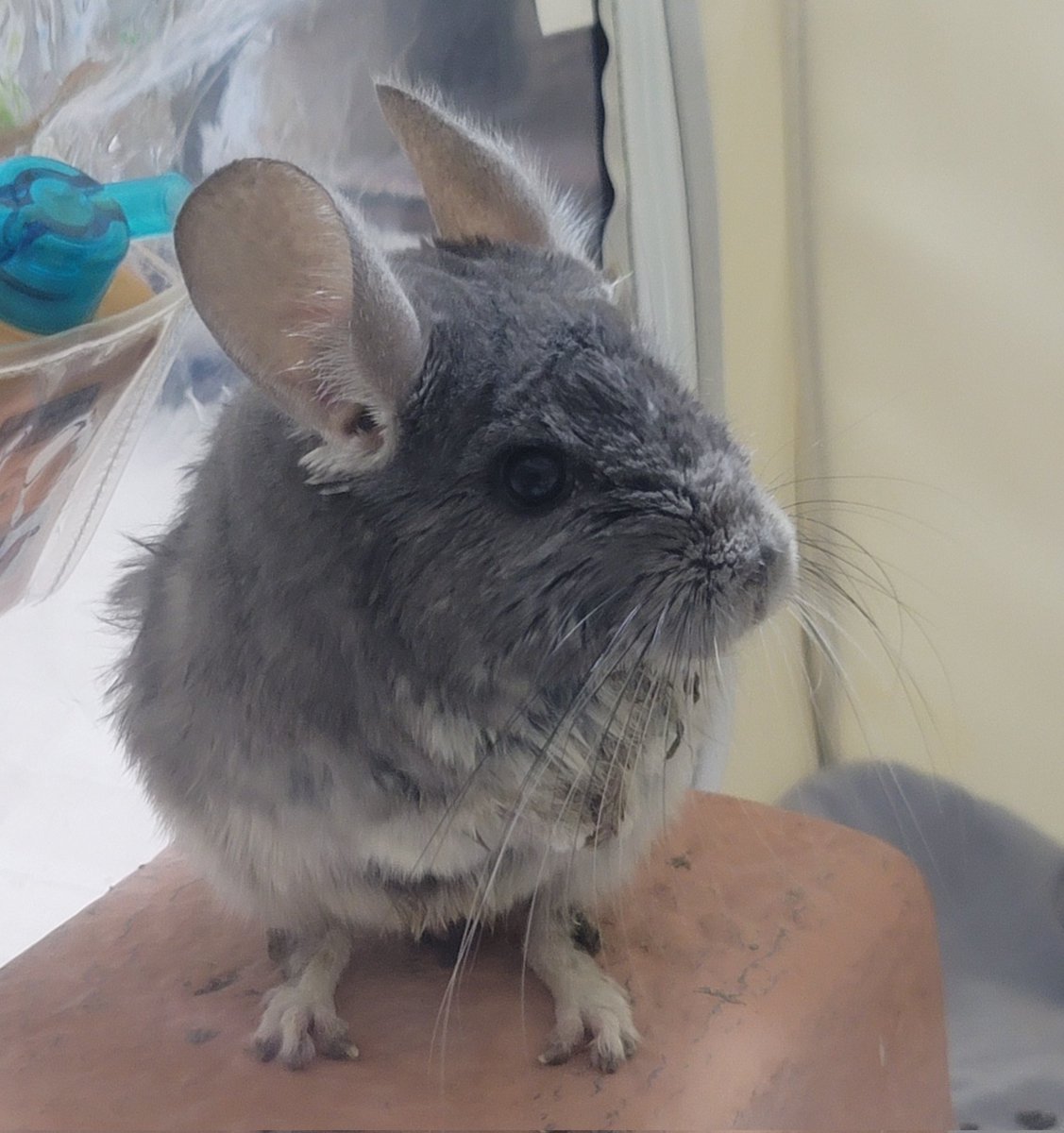 だぱんだ@しっぽくらぶ tweet media