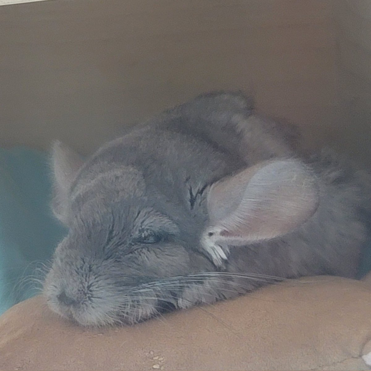 だぱんだ@しっぽくらぶ tweet media