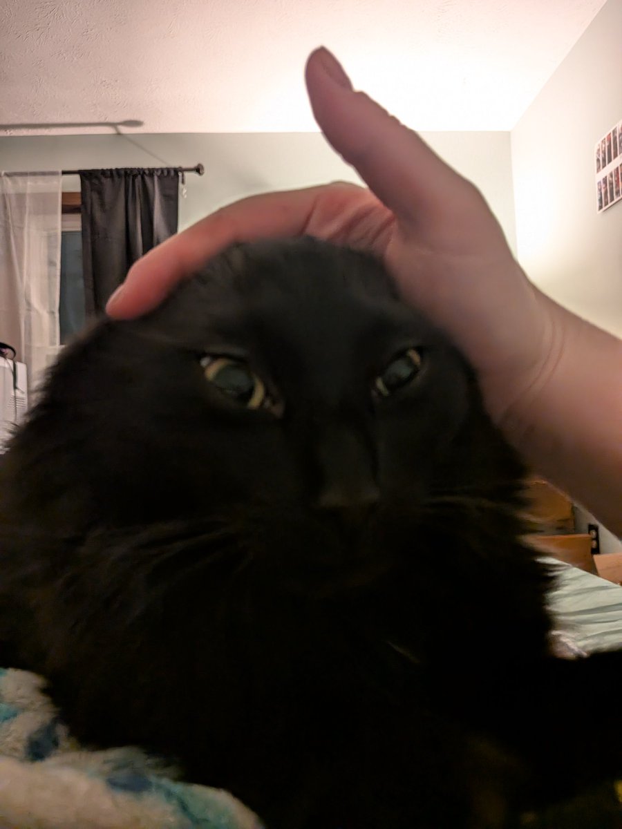 ryn 🐾🦴 (aka puppypilled) tweet media