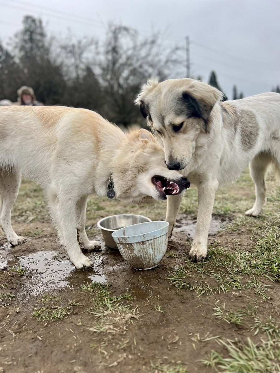 friskyfoxtrot tweet media