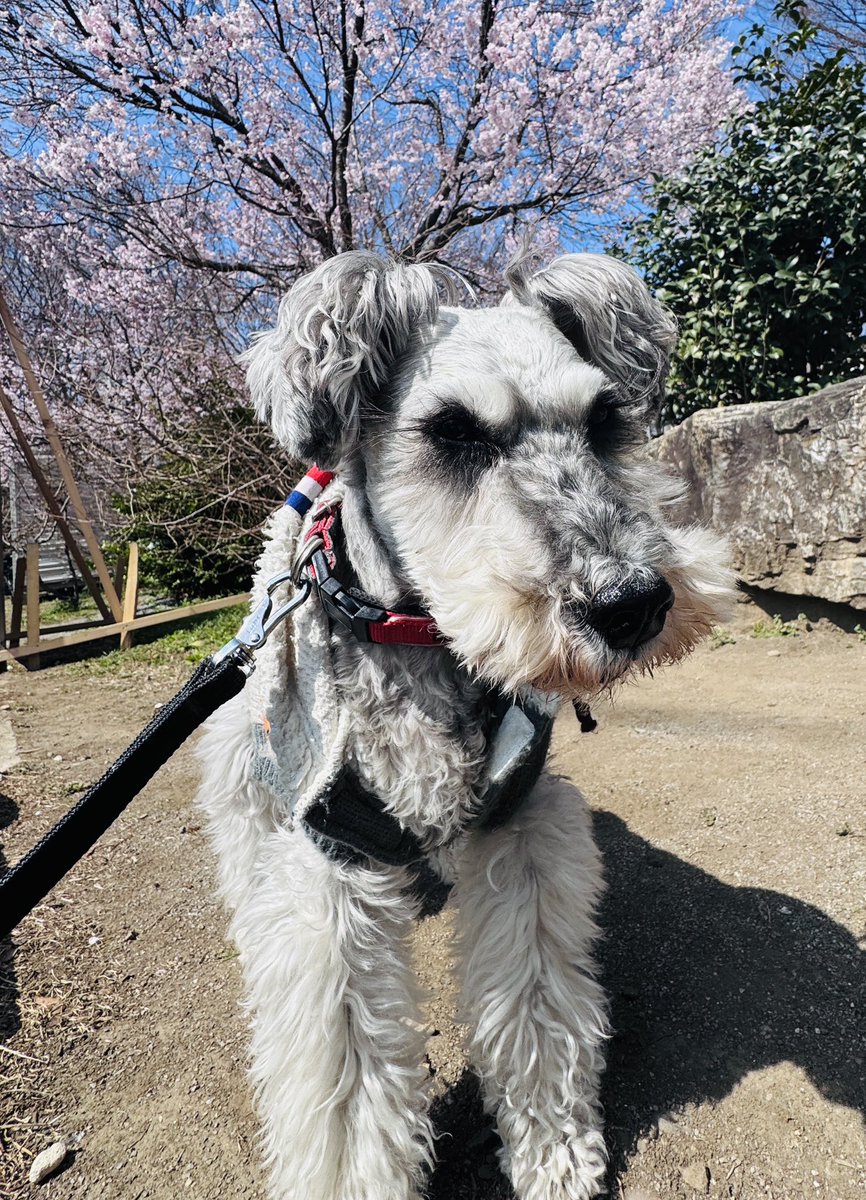 マジキャス tweet media