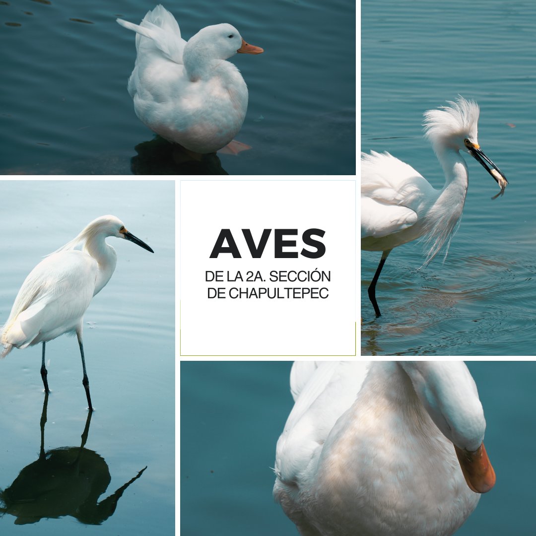 Pro Bosque Chapultepec tweet media