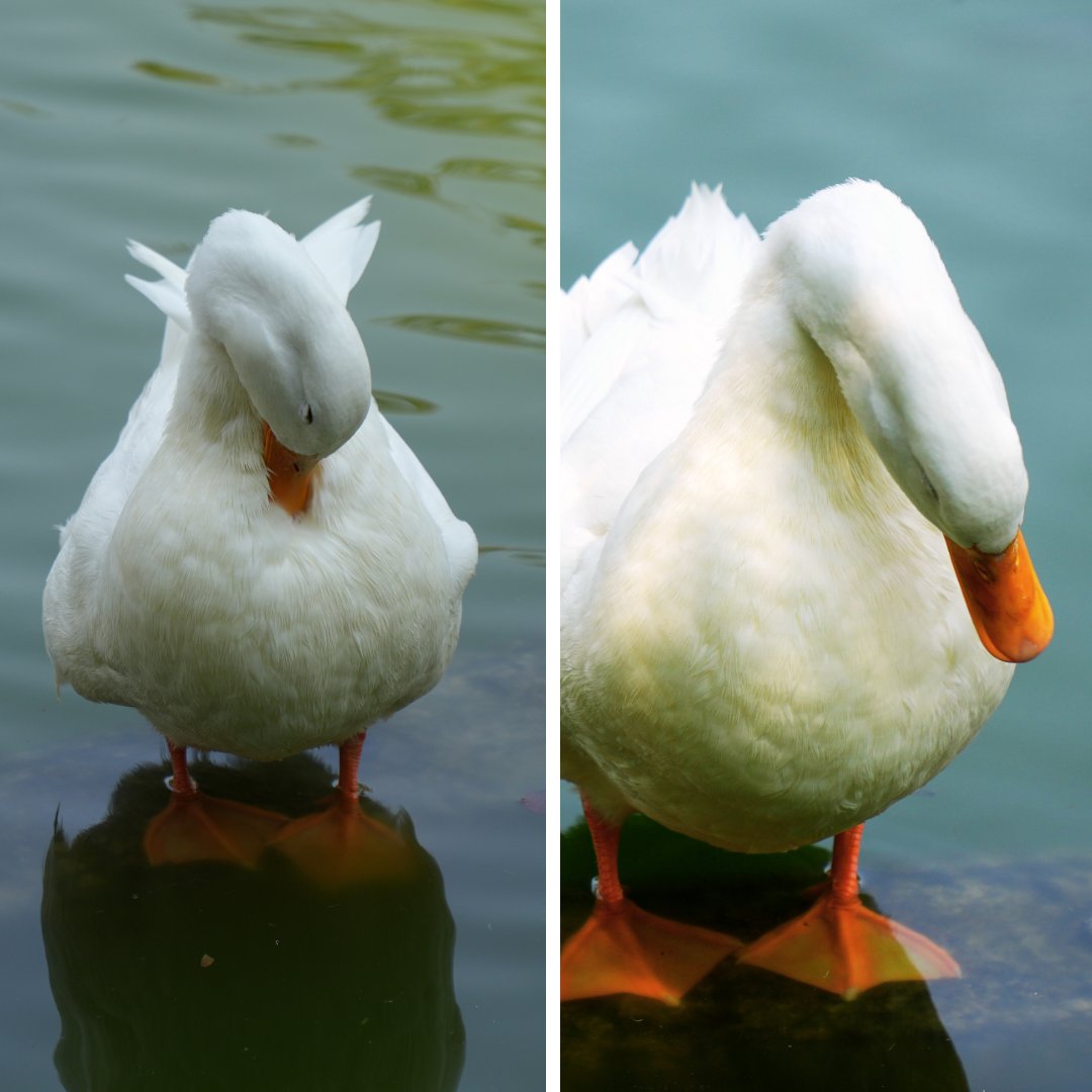 Pro Bosque Chapultepec tweet media