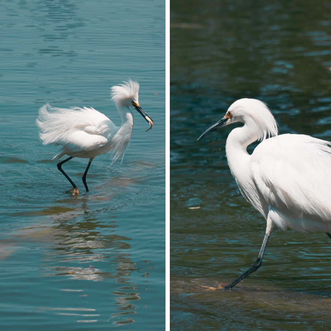 Pro Bosque Chapultepec tweet media