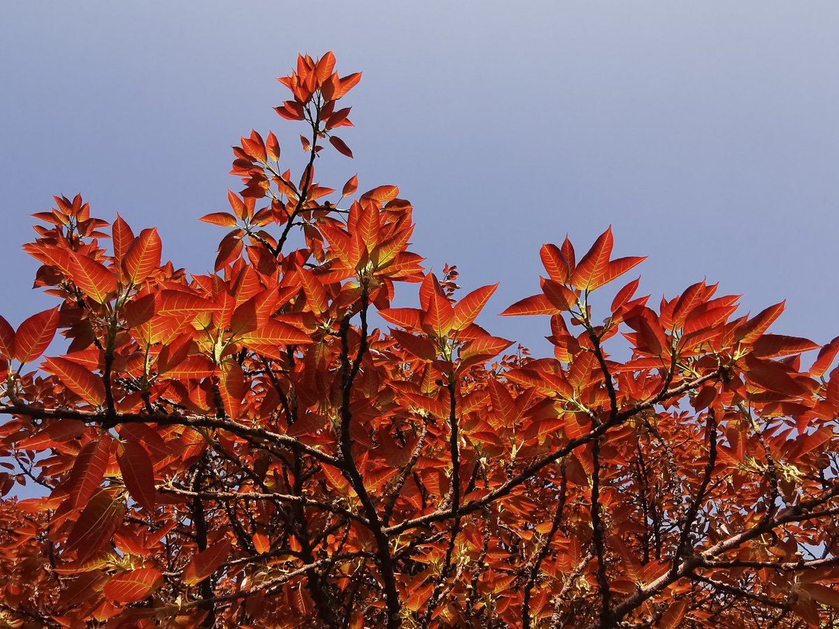 DelhiTrees tweet media