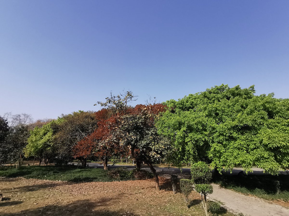 DelhiTrees tweet media