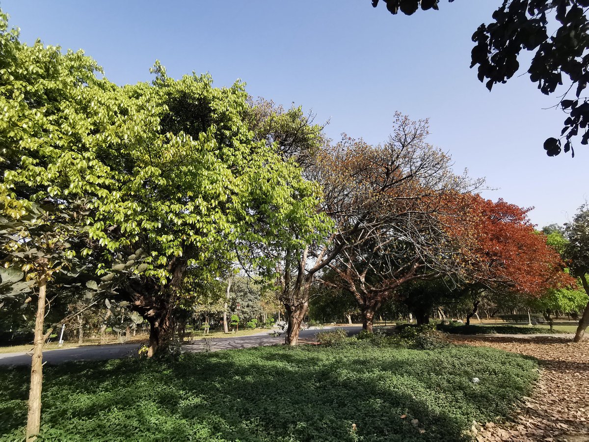 DelhiTrees tweet media