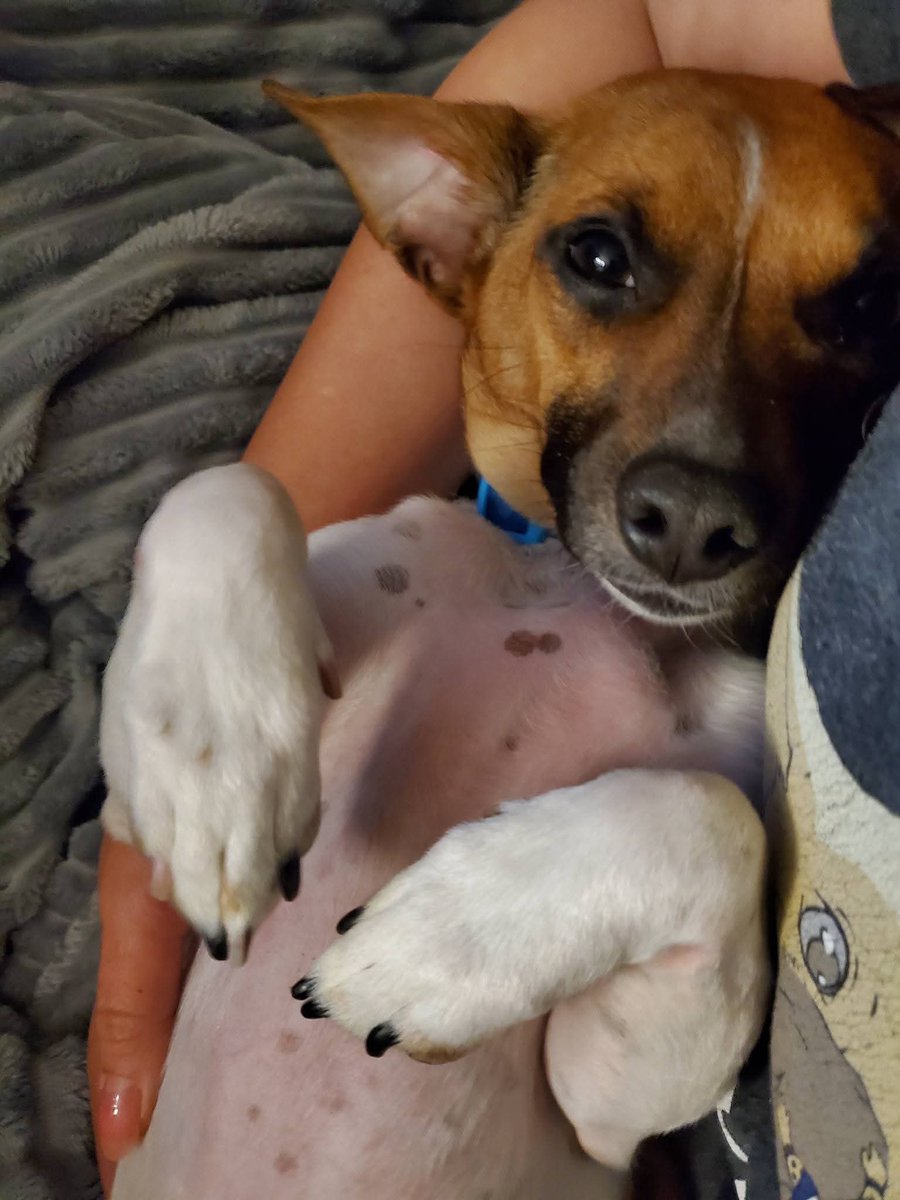 Lucent Beam tweet media