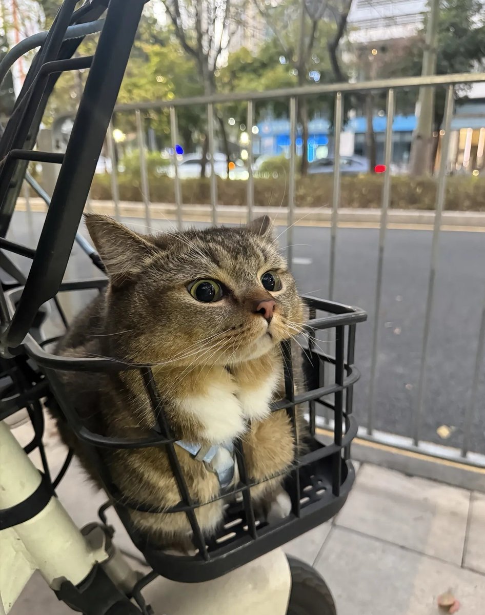 想当一只猫(互fo🇨🇳) tweet media