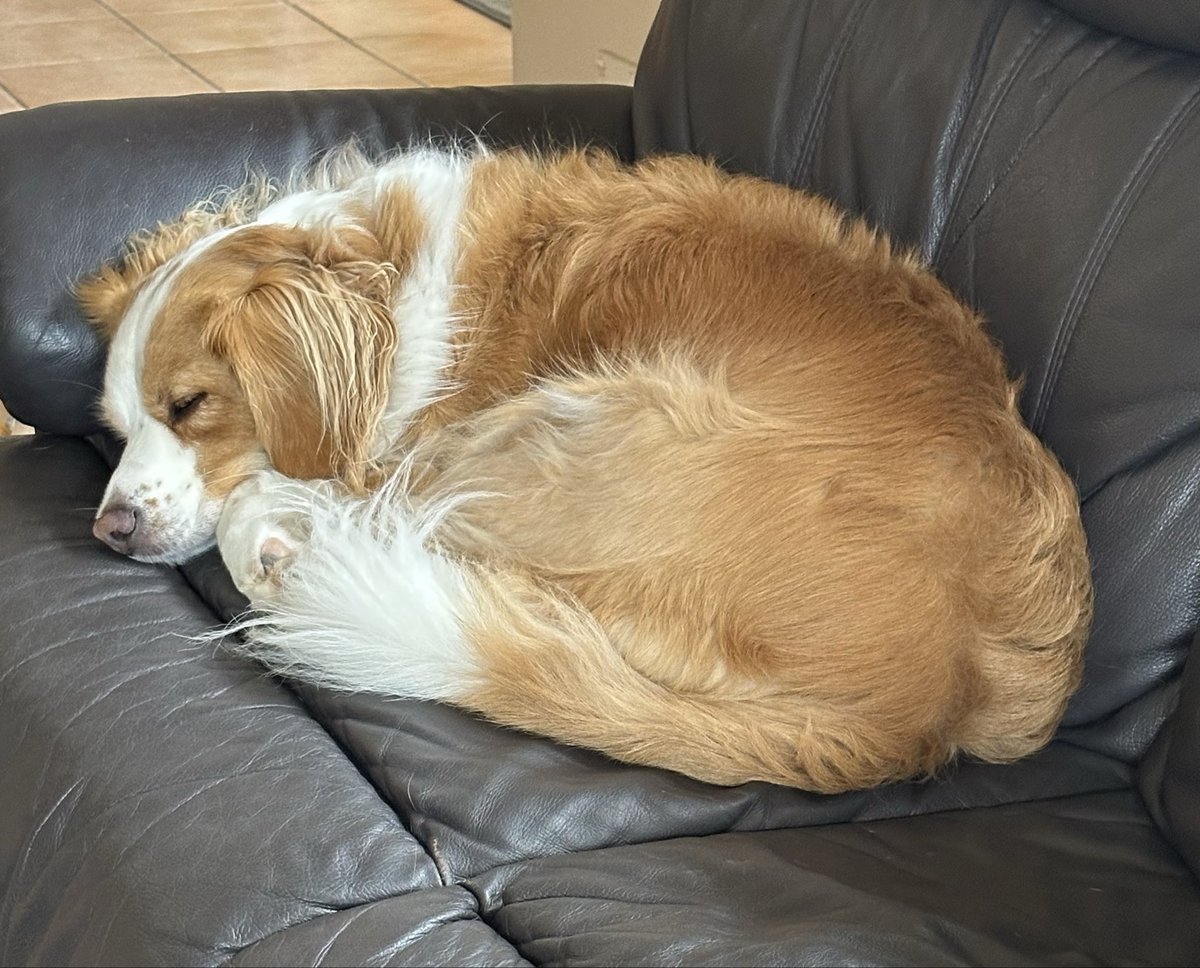 Yep, it’s that’s kinda day Tilly 😴😴🌧️