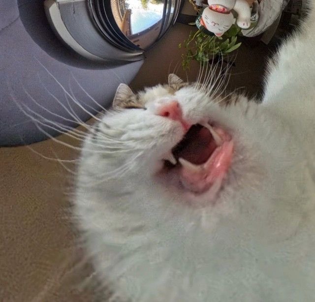 Kittie ✰ tweet media