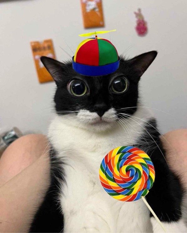 🔞wywyrm🕸️ ✰ COMMZ OPEN - WAITLIST !! :3 tweet media