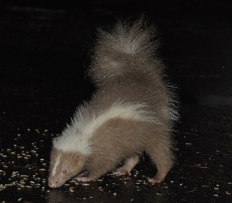 🦨Silver Ice Skunk| comms open!!! 🩵 tweet media