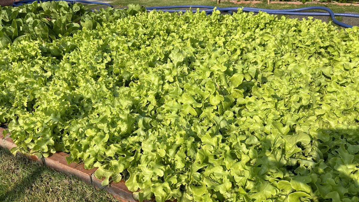 nainice03's tweet photo. ร้อนแค่ไหน…ความเขียวก็ไม่ลดลง 🌱
Backyard ของโครงการที่เชียงใหม่ยังคงสดชื่นเขียวฟูอยู่เสมอ ด้วยความใส่ใจของทีมฝ่ายจัดการ #PlusProperty  ที่ดูแลทุกพื้นที่ ให้สวยงามด้วยมาตรฐานการดูแลที่ใส่ใจทุกดีเทล
#พลัสฯที่หนึ่งเรื่องการดูแล https://t.co/TOjH0Q1mUh
