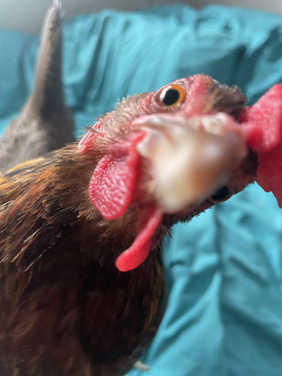 chicken boy 🐓 tweet media