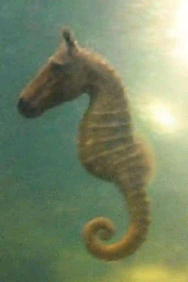 El sucio Midas tweet media