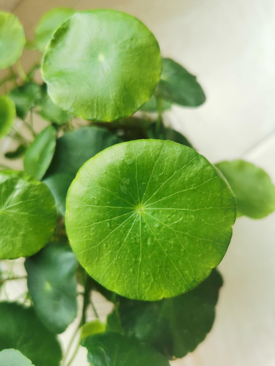 Shane Hughes tweet media