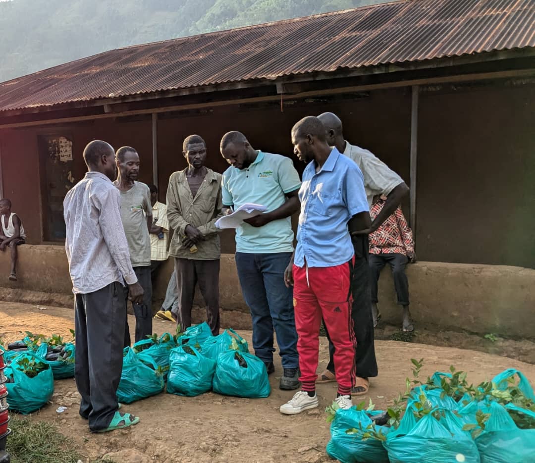 CommonGroundUg's tweet photo. In a bid to restore degraded hills, @CommonGroundUg
Is disturbing Coffee Seedling in Bukalasi, Tuuya, Bufuma, Nashutseshe and Mutebo restoration sites in Bududa. The aim is to have alternative sources of income instead of depending on tree cutting. @NLinUganda @ISSDUganda https://t.co/b67l5KILK8