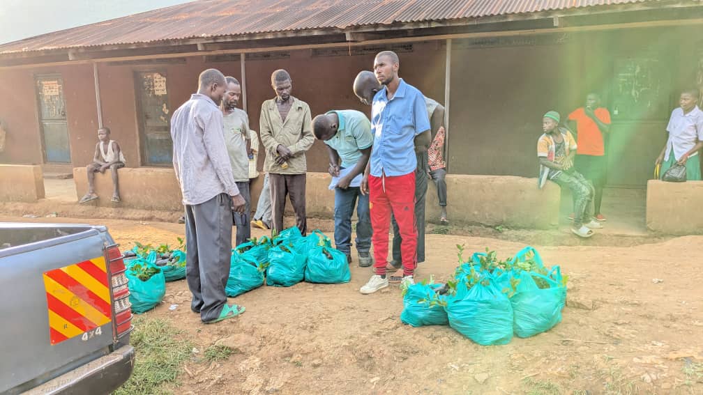 CommonGroundUg's tweet photo. In a bid to restore degraded hills, @CommonGroundUg
Is disturbing Coffee Seedling in Bukalasi, Tuuya, Bufuma, Nashutseshe and Mutebo restoration sites in Bududa. The aim is to have alternative sources of income instead of depending on tree cutting. @NLinUganda @ISSDUganda https://t.co/b67l5KILK8