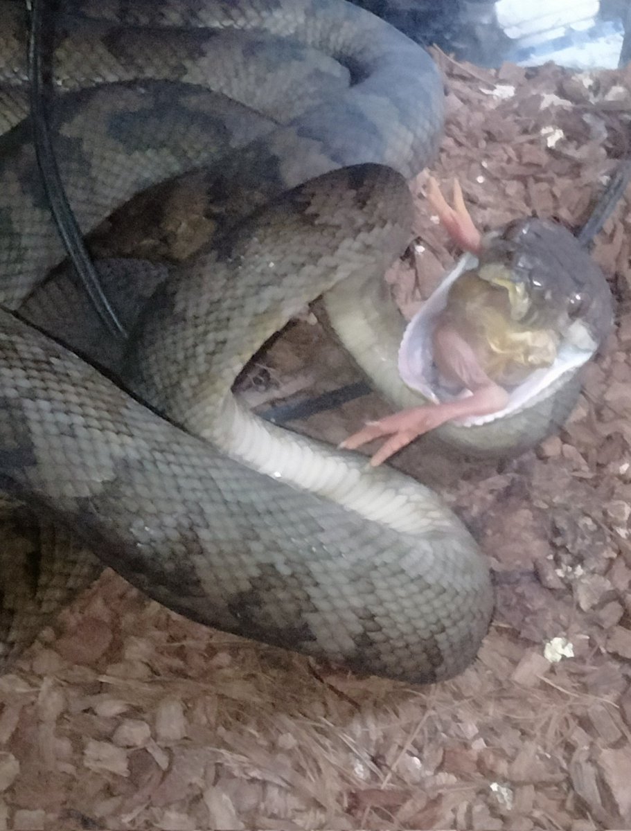 ダイスケ　生き物アカ tweet media