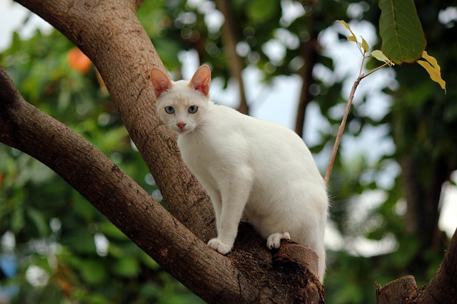 Nate Chowdhury tweet media