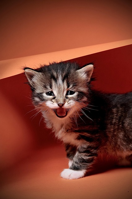 Christopher Wong tweet media