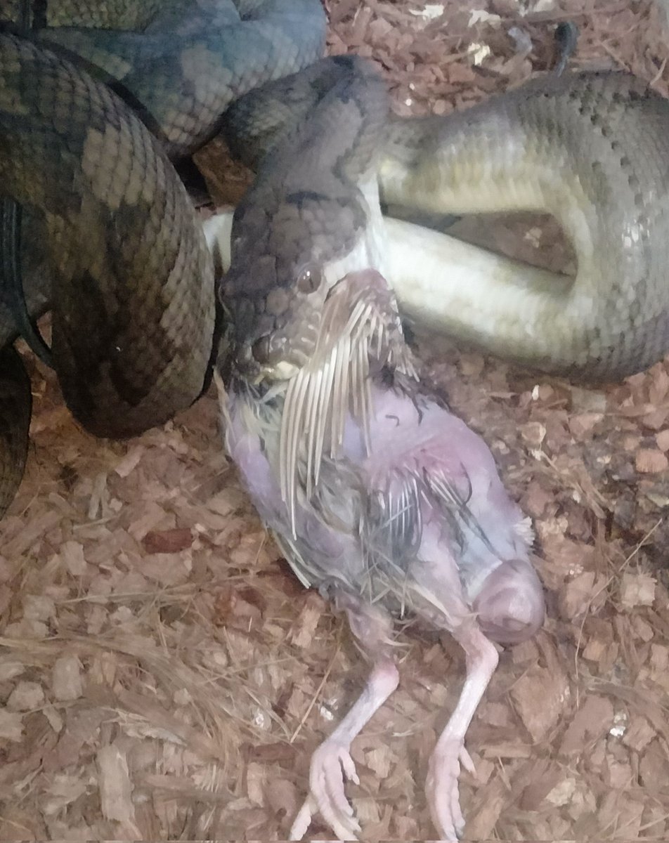 ダイスケ　生き物アカ tweet media