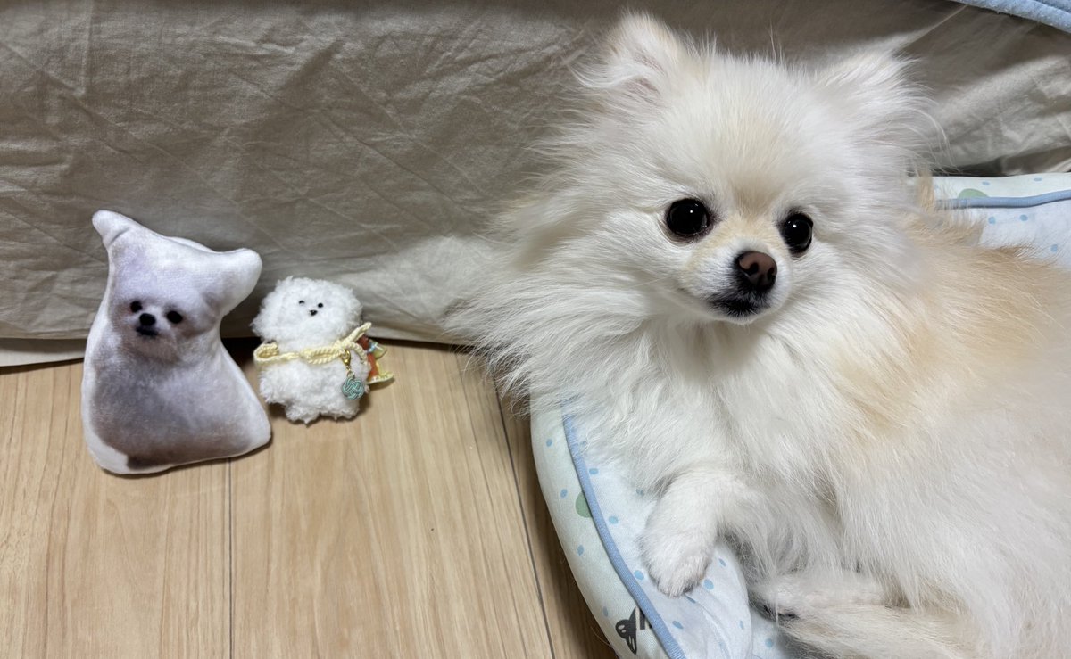さんびきのこいぬ