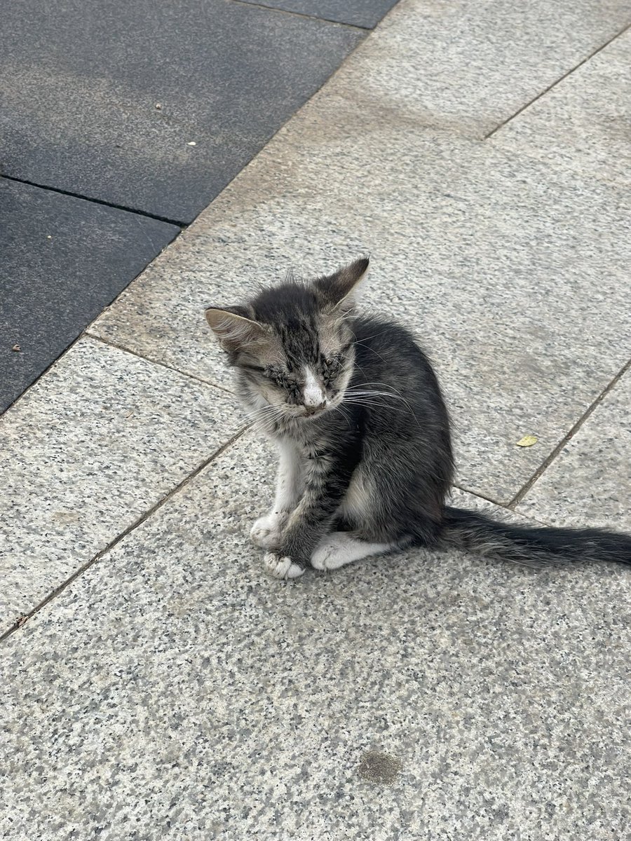 w90_'s tweet photo. @Animal_rescue0 السلام عليكم ورحمة الله لو سمحت لقيت قطة تعاني جداً في كورنيش جدة عيونها ملتهبة ومتجمعه بالذباب والحشرات الموقع امام فندق الروز ورد على الكورنيش البحر نفسه رجاءً إذا احد يقدر يساعده https://t.co/rdtMBUiw2r