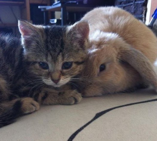 naky as cats 🐈‍⬛ tweet media