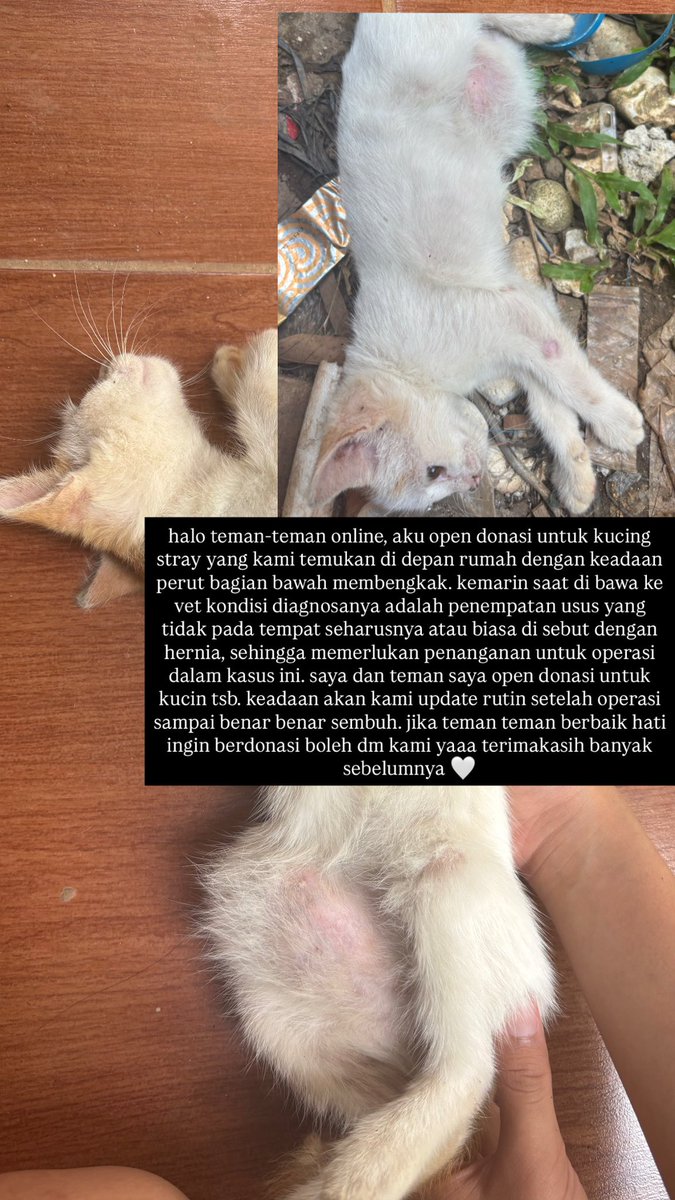 m_madeinthea's tweet photo. twitter do your magic! 

halo teman teman online izin open donasi untuk kucing stray di sekitar rumah ku, jadi ada kitten kaki dia bengkak setelah aku periksakan ke vet ternyata itu penyebabnya dari usus yg tidak pada tempatnya atau hernia sehingga memerlukan operasi https://t.co/ZT4VWoa7vM