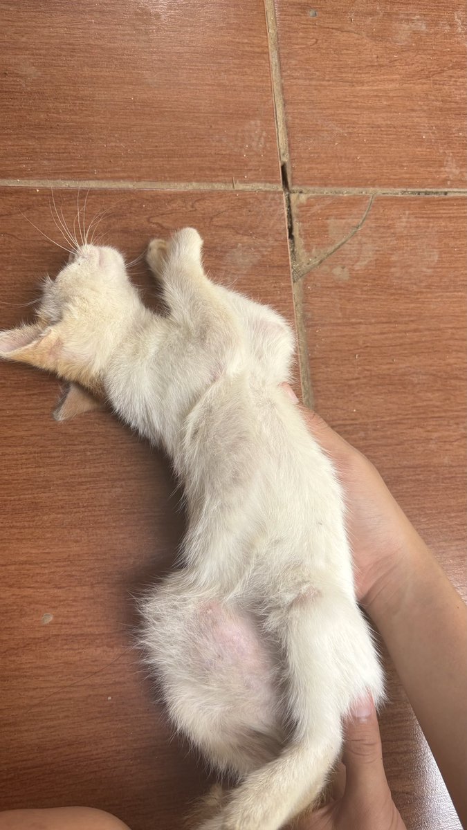 m_madeinthea's tweet photo. twitter do your magic! 

halo teman teman online izin open donasi untuk kucing stray di sekitar rumah ku, jadi ada kitten kaki dia bengkak setelah aku periksakan ke vet ternyata itu penyebabnya dari usus yg tidak pada tempatnya atau hernia sehingga memerlukan operasi https://t.co/ZT4VWoa7vM