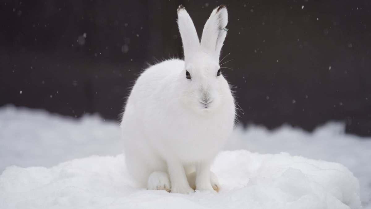 Cool Japan Fund_クールジャパン機構 tweet media