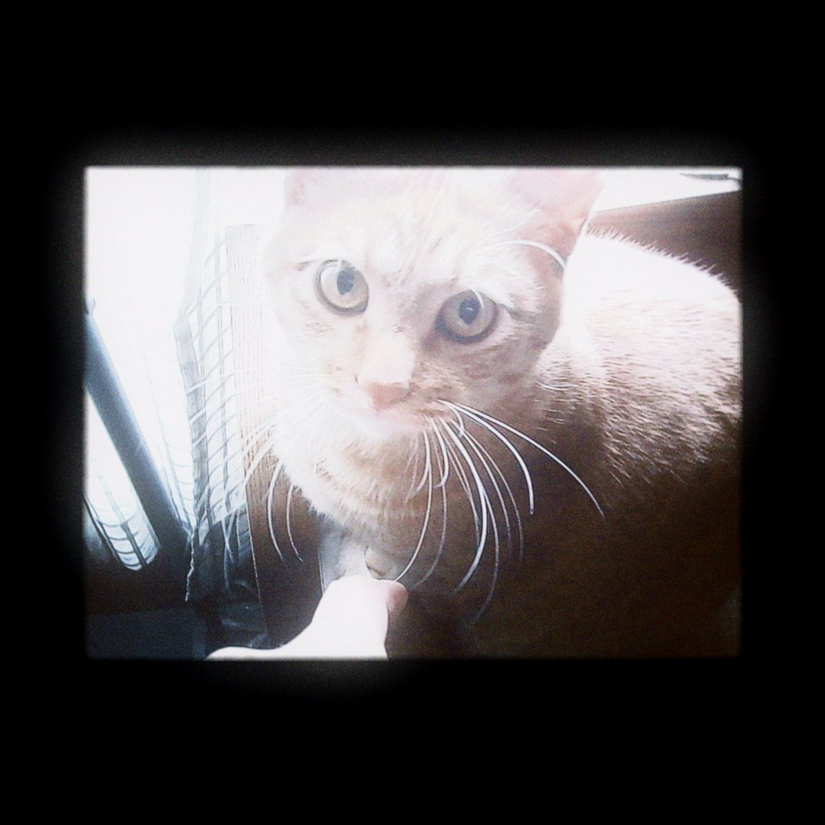 loqg78's tweet image. ☕️(´ω`)ｽﾞｽﾞ

#charmera #Kodak