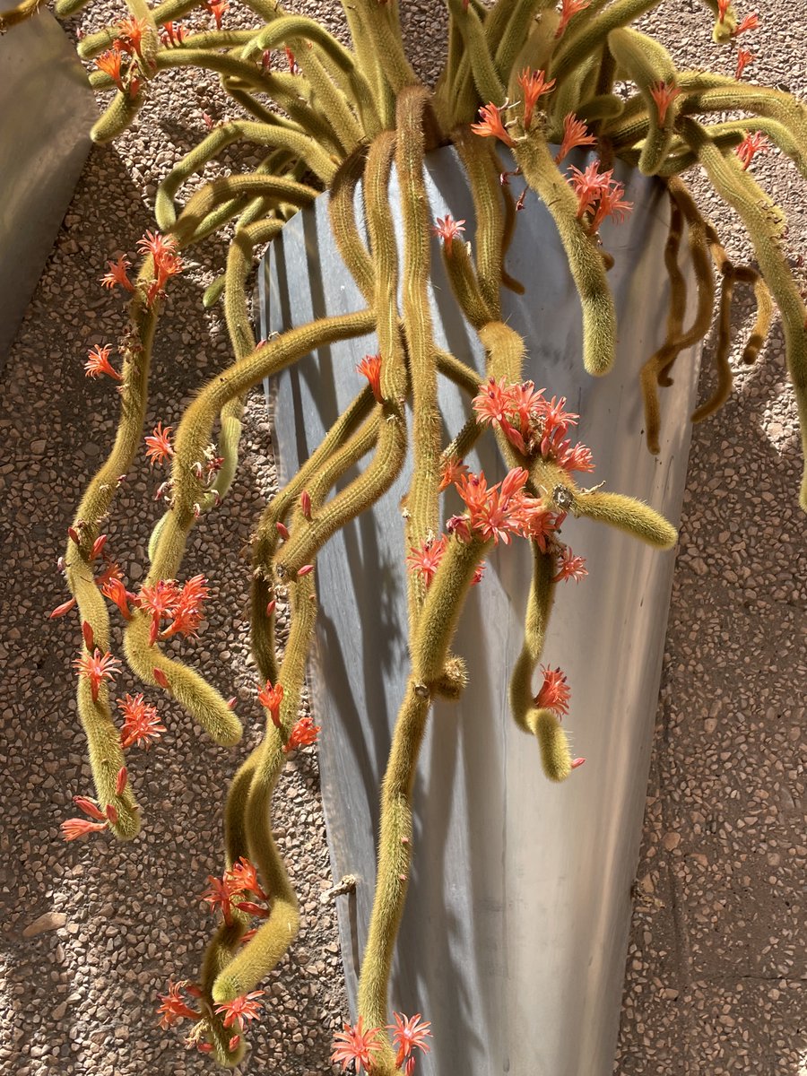 TomilkinaDesign's tweet photo. Everything is blooming at @SpringsPreserve #springtime #spring #desertspring #blooming #cactus #cactusbloom #springtimeinnevada #nevada #bloomingflowers #nv https://t.co/LaMcd4awAP