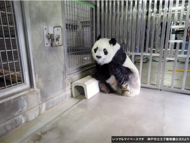 パンダライター 二木繁美｜『水曜日のお嬢様』発売中 tweet media