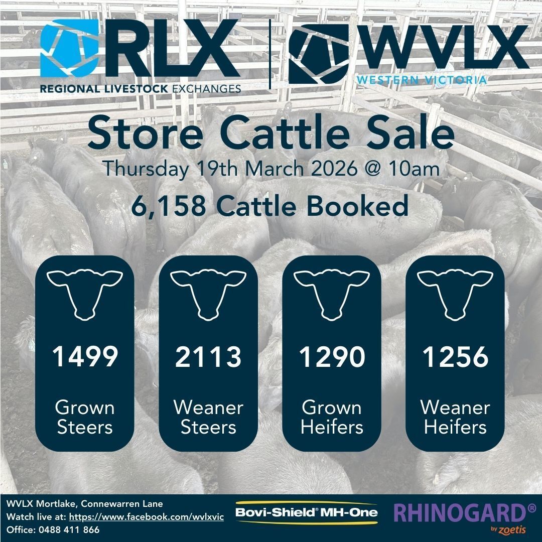 WVLXVIC's tweet photo. Agents have drawn for 6,158 head in this week's Store Cattle Sale in Mortlake! 💥🎉🐮 https://t.co/a3kbE28HTw
