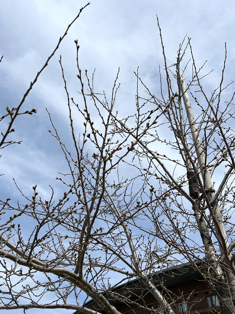 q_commons's tweet photo. 椎木講堂前の桜がほころんでた🌸
（どうしてもピントを合わせてくれないiPhoneさん） https://t.co/eBKZHWwAij