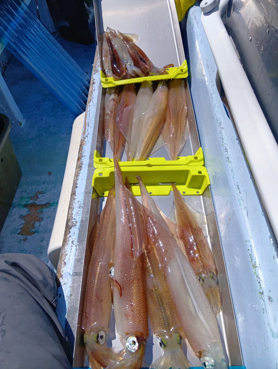 前回の倍釣れたからリベンジ成功って事にしとこう😅
相変わらずサイズは文句ナシ！
ムギ1杯入ってたけど4連掛けも達成😆
このサイズがずしんずしんって堪らんのよ😁