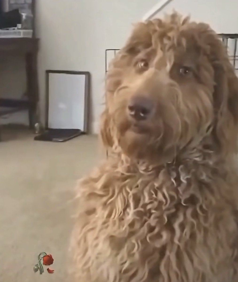 Ryan Arab tweet media